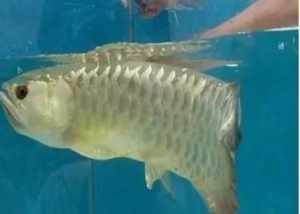 龍魚回家不吃食的解決方案（新養(yǎng)的龍魚不吃食怎么辦）