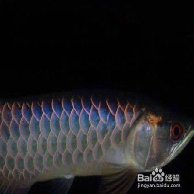 龍魚鰓蓋手術后多久恢復 龍魚鰓蓋手術后多久恢復 龍魚百科 第1張