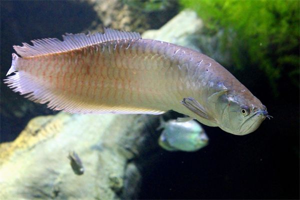 銀龍魚爛尾用殺菌燈管是嗎（殺菌燈管在水族箱中有其用途，但對治療銀龍魚爛尾可能不是最佳選擇）