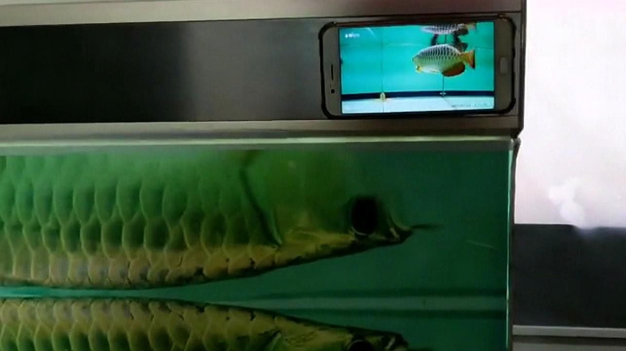 怎么預防金龍魚掉眼睛