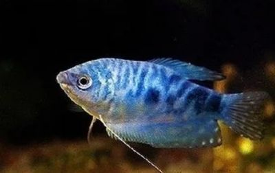 在廣東曼龍魚需要加熱棒嗎（曼龍魚是否需要使用加熱棒）