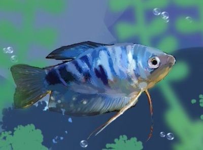 在廣東曼龍魚需要加熱棒嗎（曼龍魚是否需要使用加熱棒）