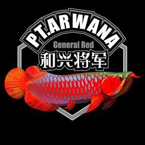 在廣東曼龍魚需要加熱棒嗎（曼龍魚是否需要使用加熱棒）