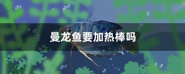 在廣東曼龍魚需要加熱棒嗎（曼龍魚是否需要使用加熱棒）
