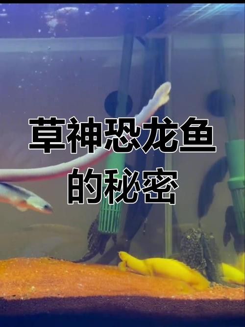 草繩恐龍魚 草繩恐龍魚 龍魚百科 第1張