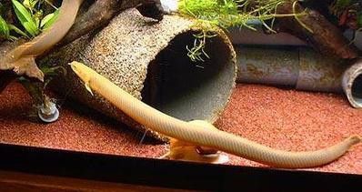 草繩恐龍魚 草繩恐龍魚 龍魚百科 第2張