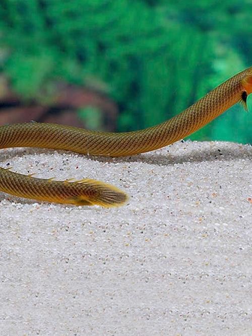 草繩恐龍魚 草繩恐龍魚 龍魚百科 第3張