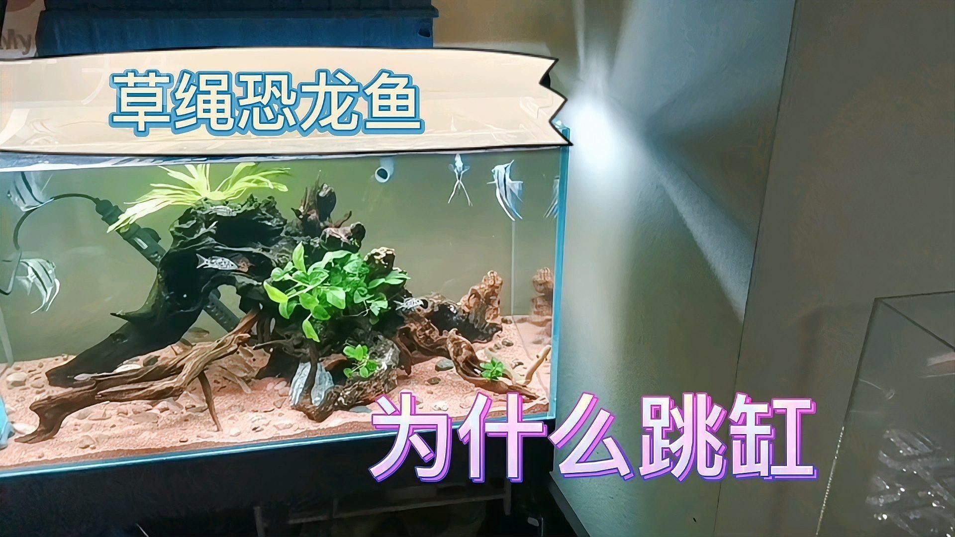 草繩恐龍魚 草繩恐龍魚 龍魚百科 第7張