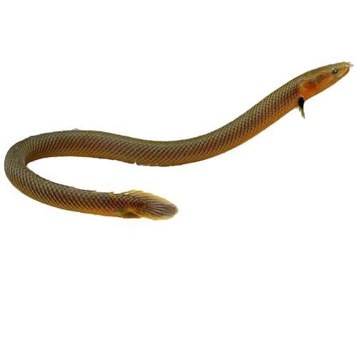 草繩恐龍魚 草繩恐龍魚 龍魚百科 第4張