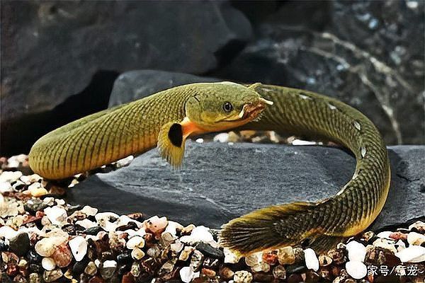 草繩恐龍魚 草繩恐龍魚 龍魚百科 第9張