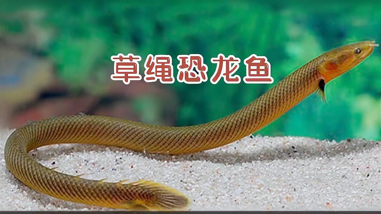 草繩恐龍魚 草繩恐龍魚 龍魚百科 第10張