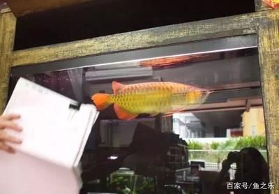 在廣州哪里買龍魚好 在廣州哪里買龍魚好 龍魚百科 第3張