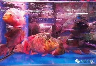在廣州哪里買龍魚好 在廣州哪里買龍魚好 龍魚百科 第2張