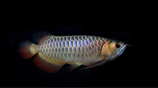 喂養龍魚用濾水,需要的濾料都有那些呢：喂養龍魚用濾水需要的濾料都有那些，喂養龍魚需要的濾料
