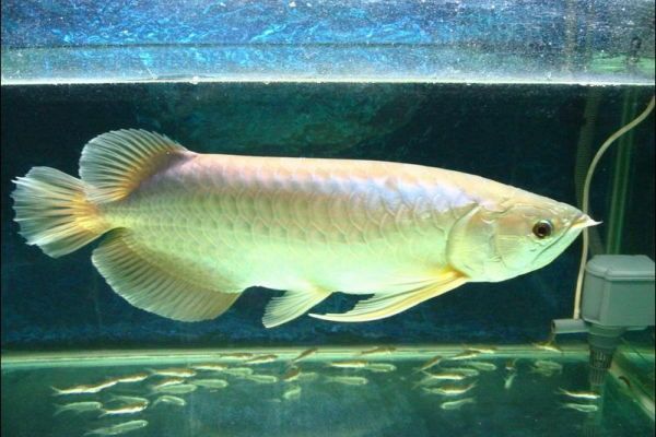 喂養龍魚用濾水,需要的濾料都有那些呢：喂養龍魚用濾水需要的濾料都有那些，喂養龍魚需要的濾料