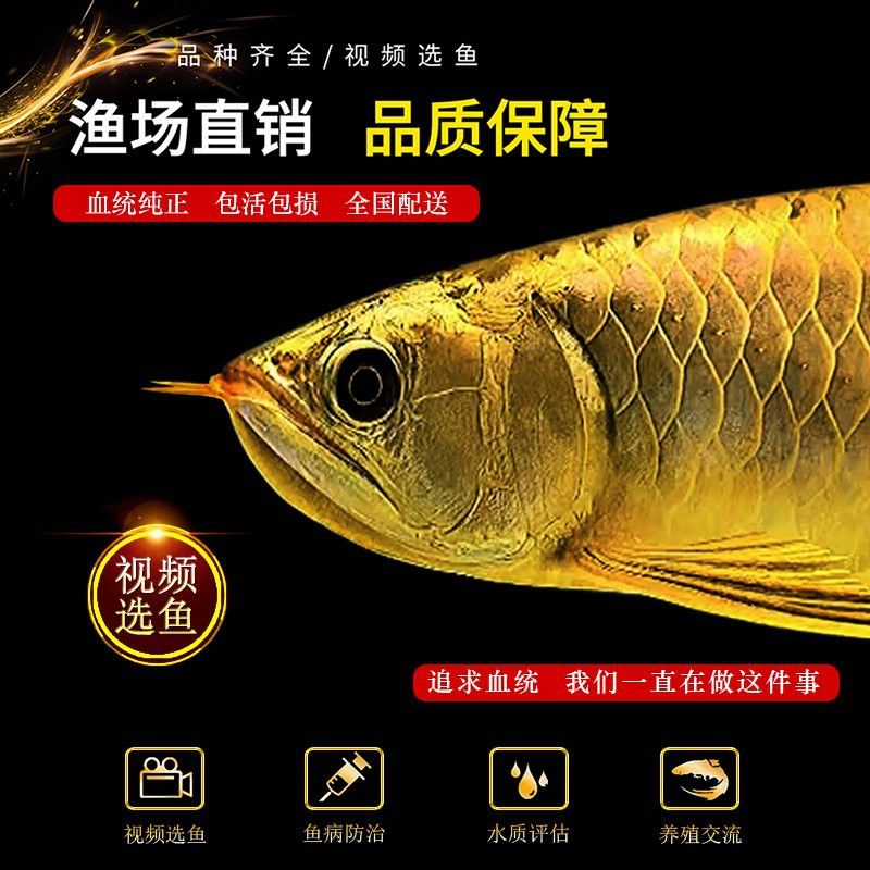 推薦幾家信譽良好的過背藍金龍魚賣家 推薦幾家信譽良好的過背藍金龍魚賣家 龍魚百科 第10張