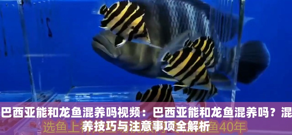 巴西亞能和龍魚混養(yǎng)嗎視頻：巴西亞能和龍魚混養(yǎng)嗎？混養(yǎng)技巧與注意事項(xiàng)全解析