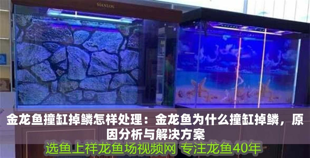 金龍魚撞缸掉鱗怎樣處理：金龍魚為什么撞缸掉鱗，原因分析與解決方案