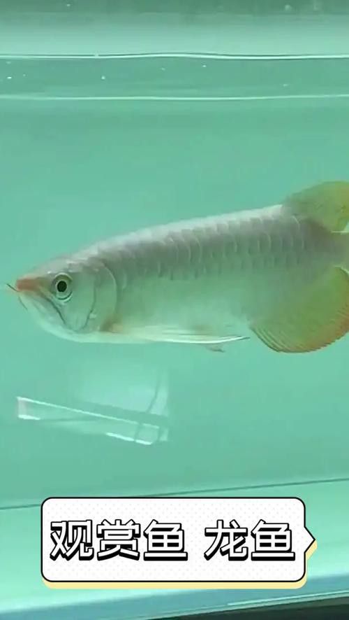 開封龍魚出售信息大全 開封龍魚出售信息大全 龍魚百科 第1張