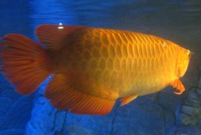 金龍魚的風水作用是什么：金龍魚在風水學中具有多種吉祥的意義和作用