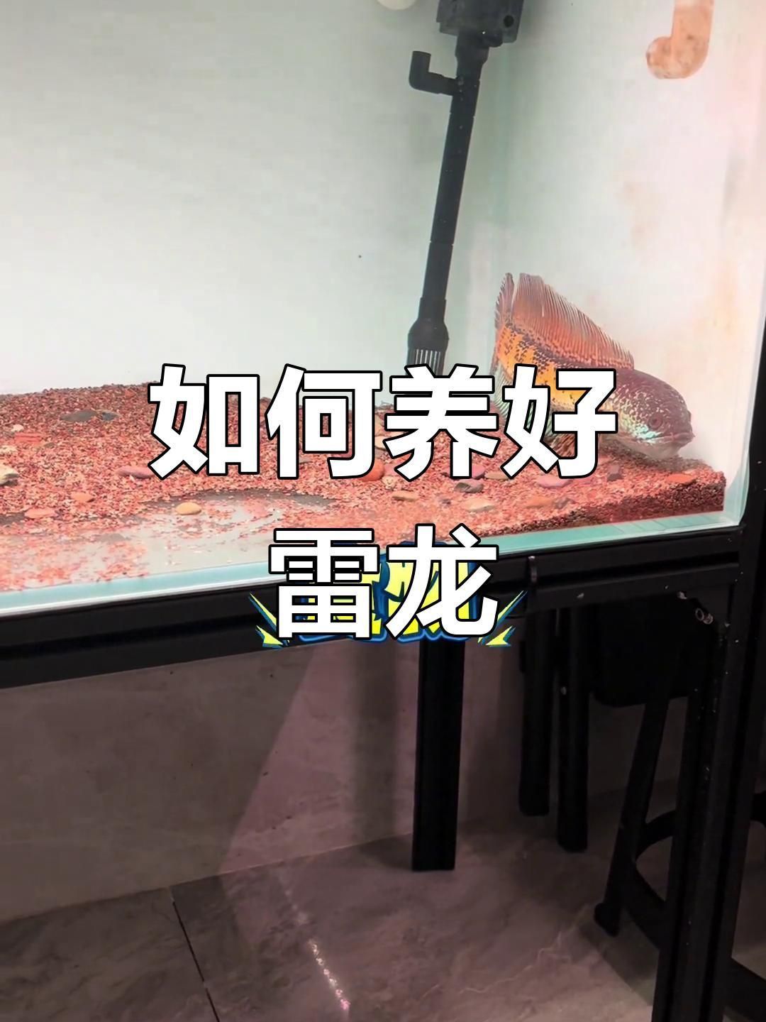 如何降低雷龍魚飼養難度？ 如何降低雷龍魚飼養難度？ 龍魚百科 第5張