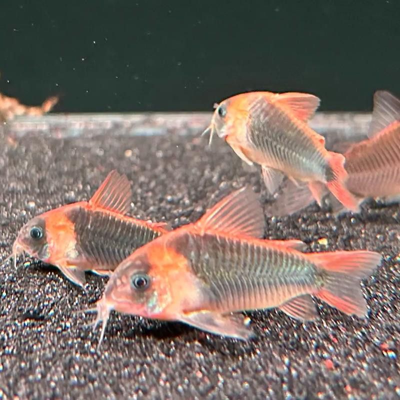 能推薦一些適合混養(yǎng)的底棲魚類嗎？ 能推薦一些適合混養(yǎng)的底棲魚類嗎？ 龍魚百科 第7張