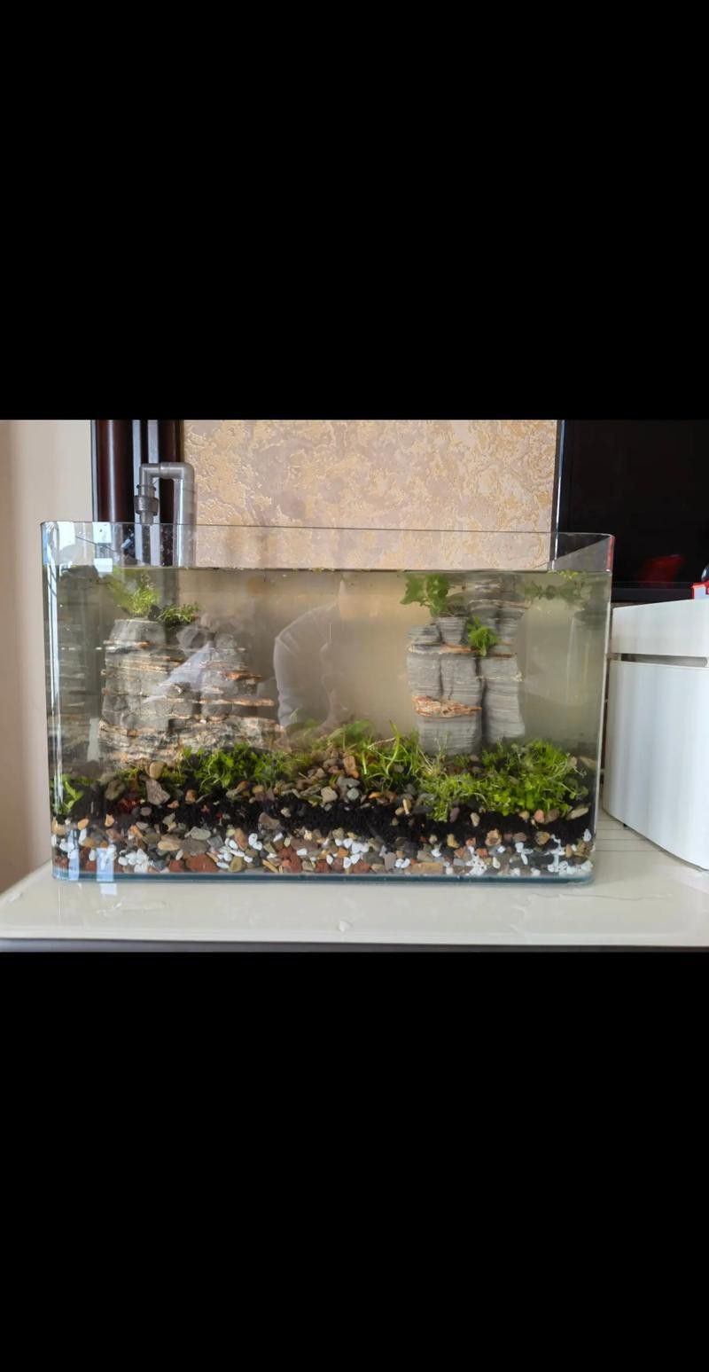 能推薦一些適合混養(yǎng)的底棲魚類嗎？ 能推薦一些適合混養(yǎng)的底棲魚類嗎？ 龍魚百科 第8張
