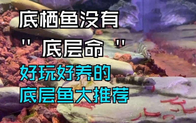 能推薦一些適合混養(yǎng)的底棲魚類嗎？ 能推薦一些適合混養(yǎng)的底棲魚類嗎？ 龍魚百科 第11張