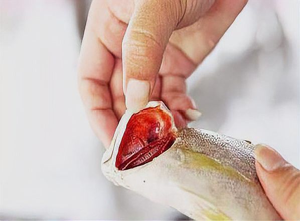 金龍魚不新鮮會(huì)有什么表現(xiàn)？