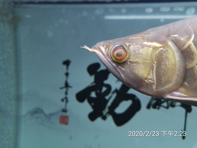龍魚用青霉素鈉的作用是什么：龍魚使用青霉素鈉的作用是什么