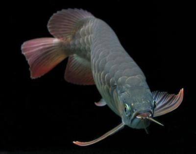 龍魚為什么會(huì)發(fā)出聲音：龍魚為什么會(huì)發(fā)出聲音呢？