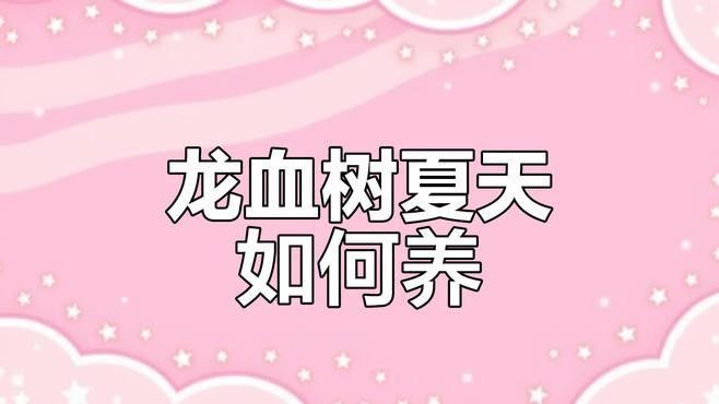 龍血樹澆水的最佳時間 龍血樹澆水的最佳時間 龍魚百科 第4張
