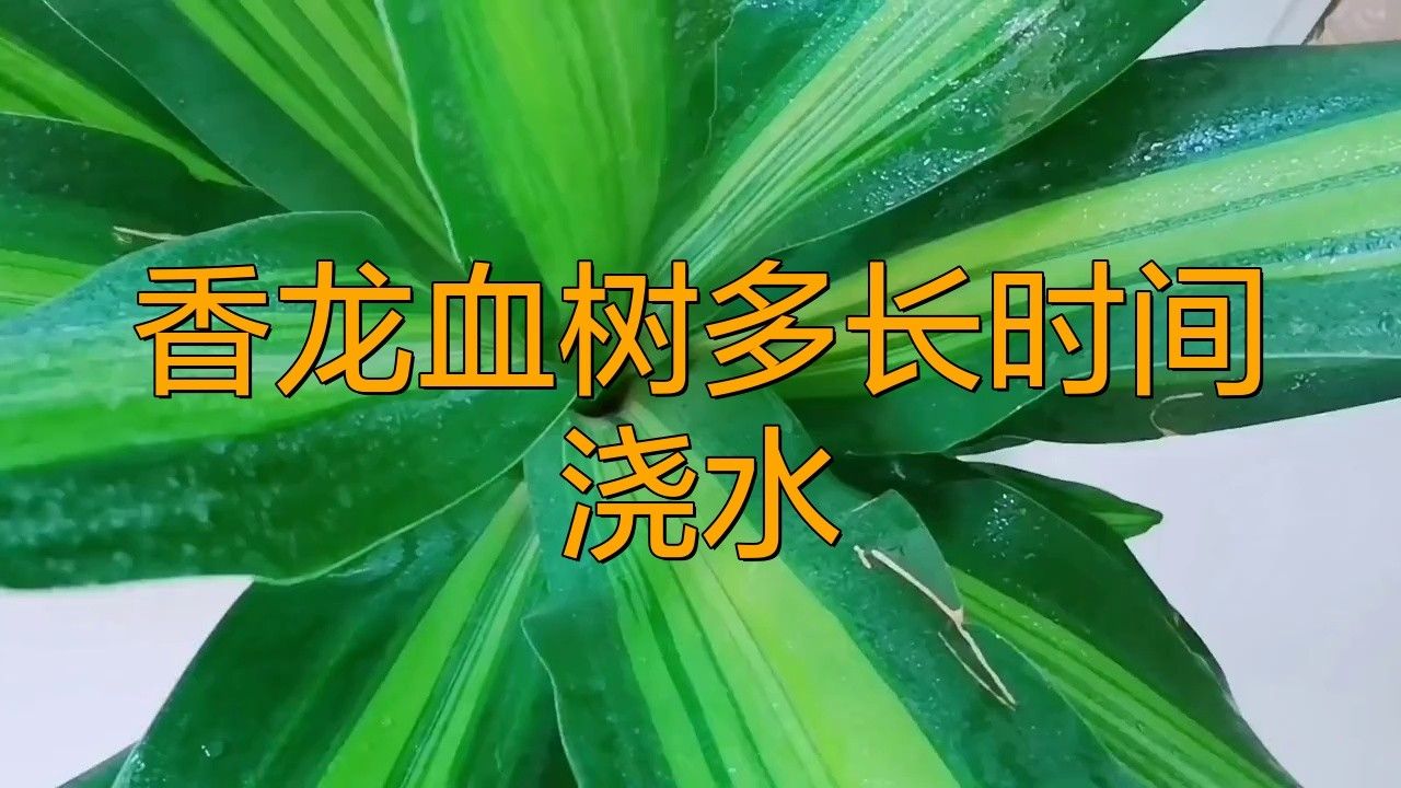 龍血樹澆水的最佳時間 龍血樹澆水的最佳時間 龍魚百科 第1張