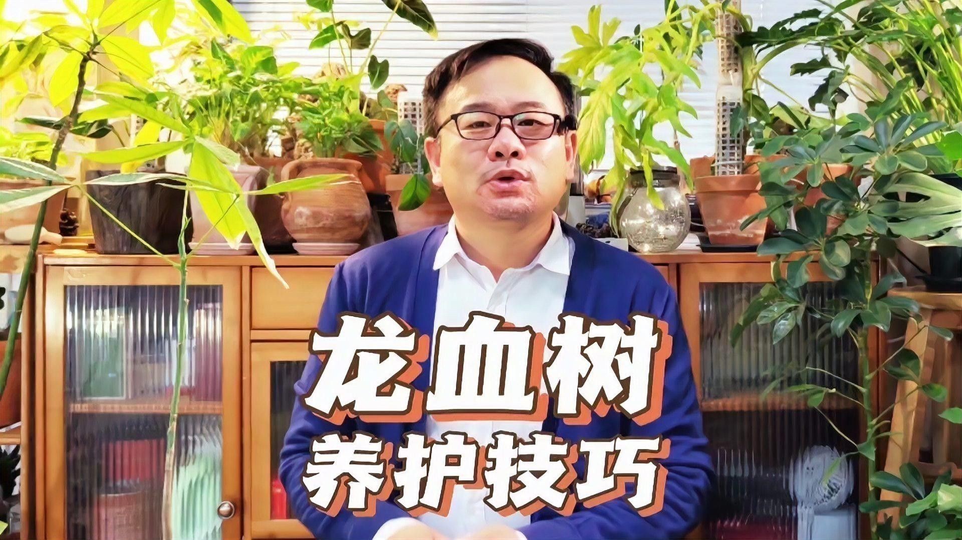龍血樹澆水的最佳時間 龍血樹澆水的最佳時間 龍魚百科 第5張