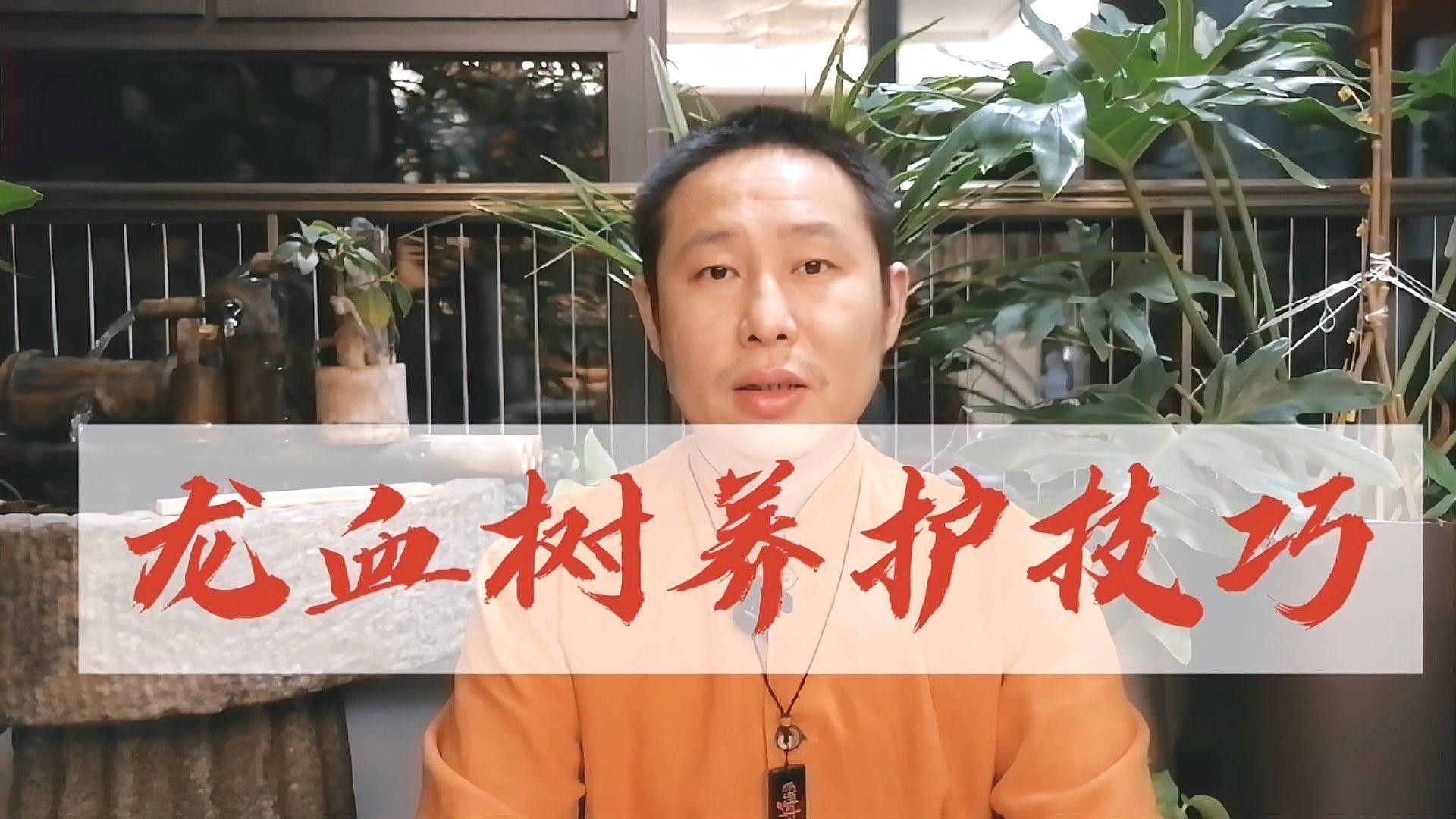 龍血樹澆水的最佳時間 龍血樹澆水的最佳時間 龍魚百科 第6張