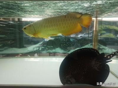 養龍魚放什么濾材(養龍魚時選擇合適的濾材對于維持良好的水質至關重要) 龍魚百科 第3張 養龍魚放什么濾材(養龍魚時選擇合適的濾材對于維持良好的水質至關重要) 養龍魚放什么濾材(養龍魚時選擇合適的濾材對于維持良好的水質至關重要) 龍魚百科 第3張