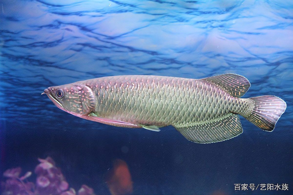 星點龍魚和青龍魚的區別