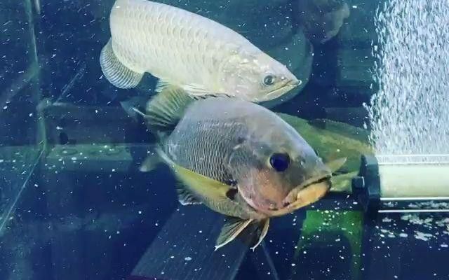 星點龍魚和青龍魚的區別