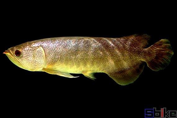 星點龍魚和青龍魚的區別