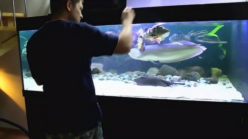 銀龍魚小魚缸能養嗎視頻教程