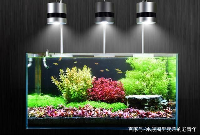 如何選擇觀賞魚專用燈具？：plus日月三基色紅龍魚專用燈具需要綜合考慮多個因素 如何選擇觀賞魚專用燈具？：plus日月三基色紅龍魚專用燈具需要綜合考慮多個因素 龍魚百科 第1張