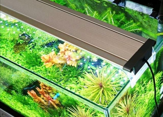 如何選擇觀賞魚專用燈具？：plus日月三基色紅龍魚專用燈具需要綜合考慮多個因素 如何選擇觀賞魚專用燈具？：plus日月三基色紅龍魚專用燈具需要綜合考慮多個因素 龍魚百科 第4張