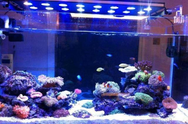 如何選擇觀賞魚專用燈具？：plus日月三基色紅龍魚專用燈具需要綜合考慮多個因素 如何選擇觀賞魚專用燈具？：plus日月三基色紅龍魚專用燈具需要綜合考慮多個因素 龍魚百科 第5張
