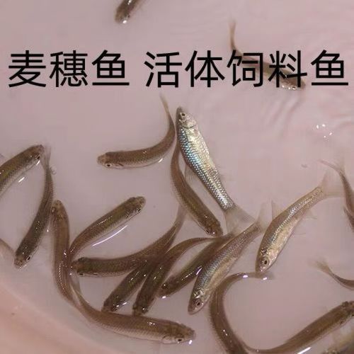 金銀龍魚圖片