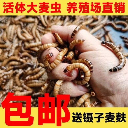 金銀龍魚圖片