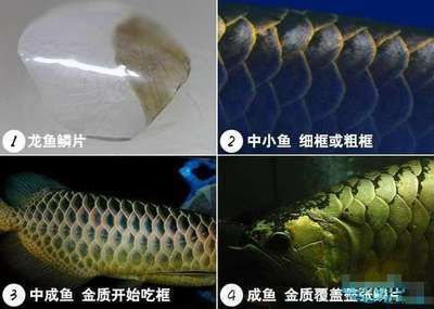 金龍魚的底色青綠由什么組成的：金龍魚底色青綠是由什么組成的