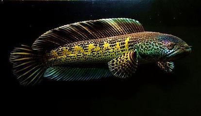 龍魚和戰船打架怎么辦：如何處理龍魚和戰船之間的爭斗問題