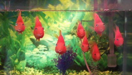 銀龍魚能和草金魚混養(yǎng)嗎（銀龍魚和草金魚是否能混養(yǎng)，需要考慮多個(gè)因素，）