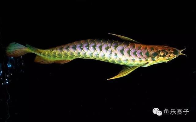 龍魚 品相：龍魚品相鑒別