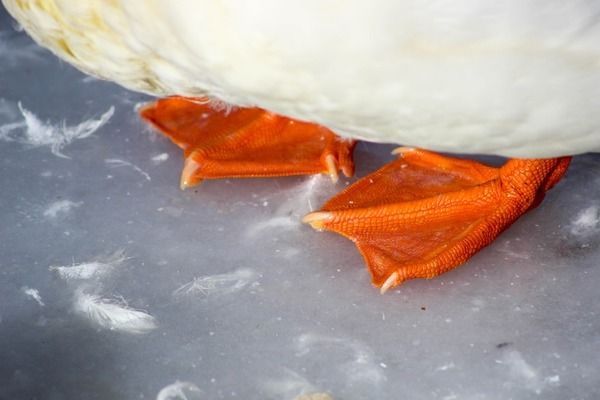 龍魚多久喂一次？：龍魚養(yǎng)殖龍魚的養(yǎng)殖技巧，龍魚的喂食頻率應(yīng)注意什么